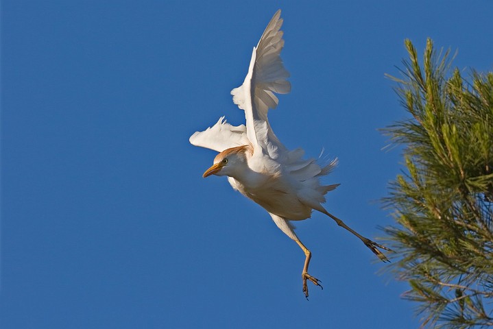 Kuhreiher Bubulcus ibis Cattle Egret